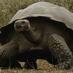 Tortoise [Methodology]