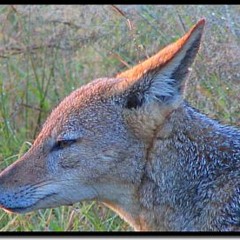 Interloper