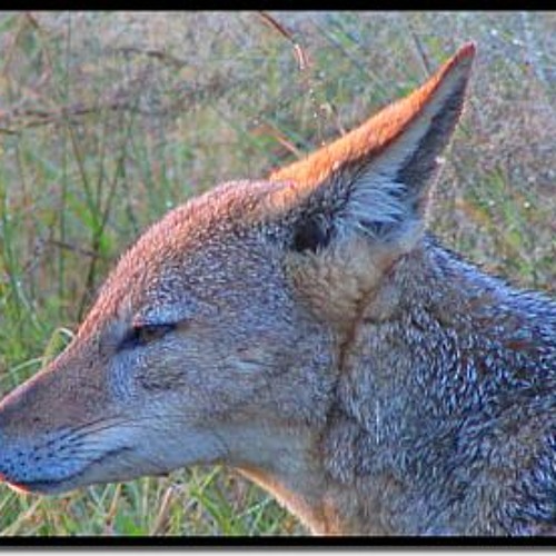 Interloper