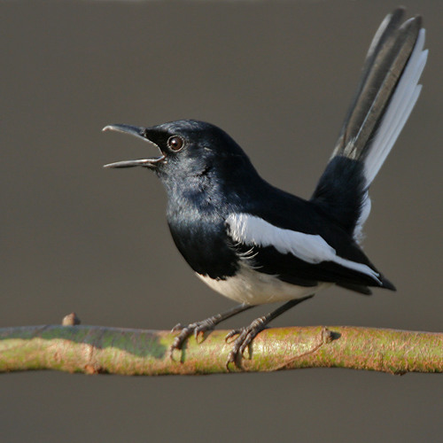 Nada Sms Suara Burung Kacer Www Mp3suara Online By Terhits On