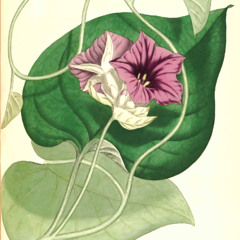 Despegue - Gonzalo Cárdenas 2013