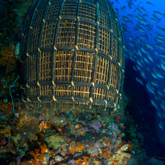 Aquatic Ambience Rework