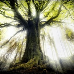 PSYCHEDELIC/DARK FOREST/DARK PSY/DARK PROG/PSYCORE SETS