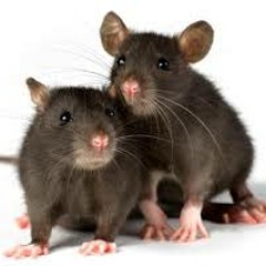 Badness - Couple Of Rats