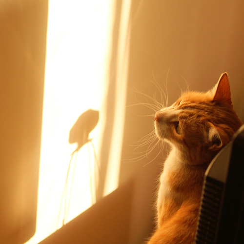 Mouse