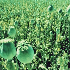 Adelaida - Adormidera (home demo 2014)