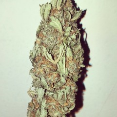 DOLCE & GABBANA REMIX