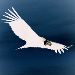 White Condor