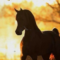 شيلة يا غاية القلب وشوفه