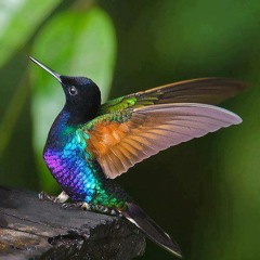 Космічна Подорож До Венери. /Пташині казки. - 6 /.