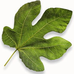 הרב יובל הכהן אשרוב - רפואה טבעית (או משהו כזה)