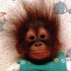 Vieux singe - FoOL* (Low quality)