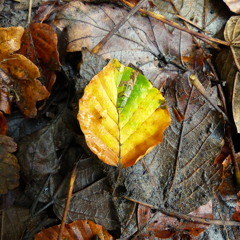 Songs for Autumn