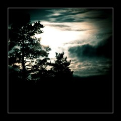 Lost in the Woods - Full Moon Fever (excerpt)