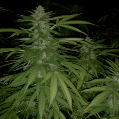 Pothead Kingdom
