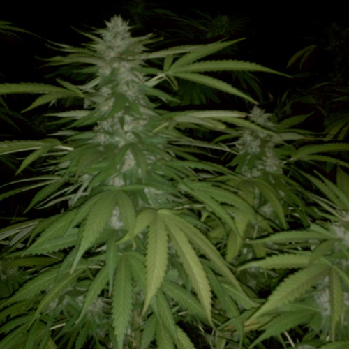Pothead Kingdom