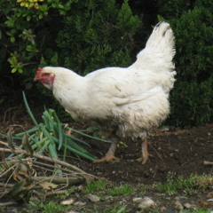 fowl wings