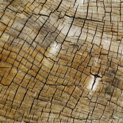 Wooden String (2014)