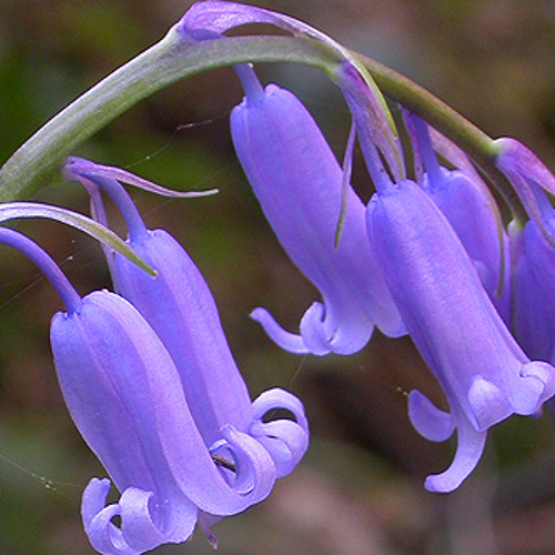 Stream Bluebell flower essence by Gwendolyn Holden Barry Listen