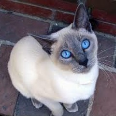 Siamese ft. Polit Boi & Entellekt
