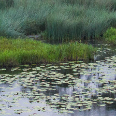 Cocoparra Wetland at Dusk, NSW. Australia