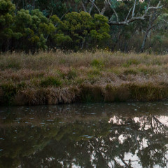 Evening Marsh in the Budawangs, NSW, Australia