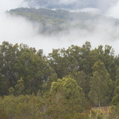 Morning in the Capertee Valley, NSW, Australia