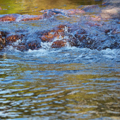 Stream at Barrington Tops, NSW, Australia