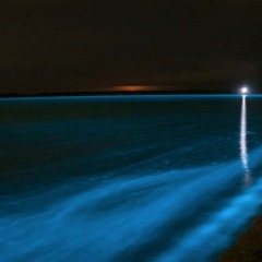 Habib Wahid - Nishi Kabbo