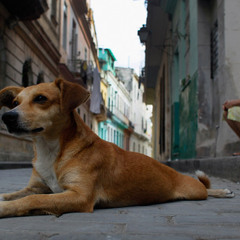 El Perro Estepario [ Sindrome de amoK]