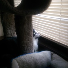 Yap Approved June 2014