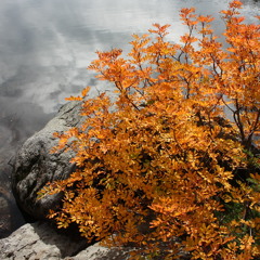 I Found a River (Demo)