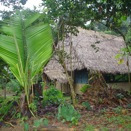 Fieldrecording: Rainy evening in the Peruvian Amazon