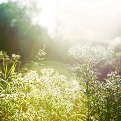 Light/Happy/ Reflective - Happy Women