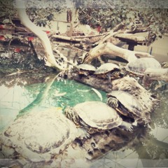 Turtles Orgy (Original Theme)