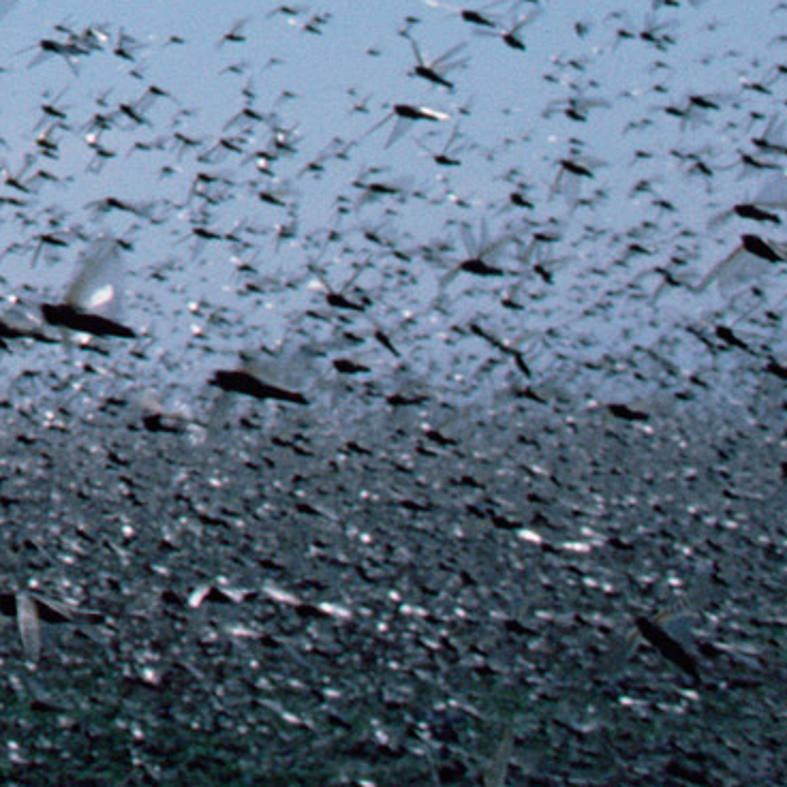 Swarms episode artwork