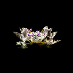 Lotus Flowers