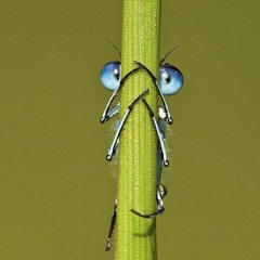 Fly x Hiding Furious Hush Rework