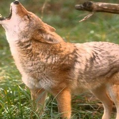Coyote calling/locating