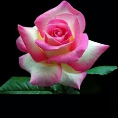 အ ခ်စ္ ဆို သည္ မွာ..............