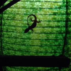 The Seed (unmastered)