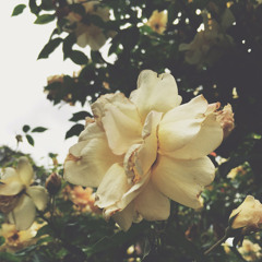 The Changing by Pia Jane Bijkerk