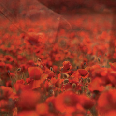 'A Dead Boche' from The Cool Web, by Jools Scott & Sue Curtis