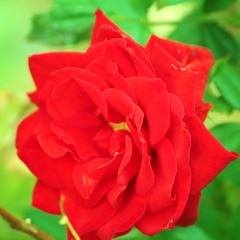 Corelli Trio Sonata In D Major, Op. 3No. 2, Mvmt 4, Allegro