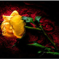 broken rose