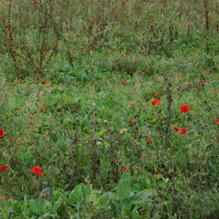 Remembrance Sunday [disquiet0149 - Processingthepresent]