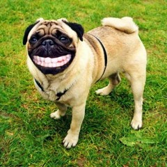 MY DOG TAKES A CRAP AT REHEARSAL