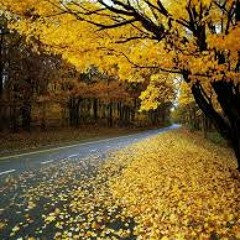 Yellow Leaves