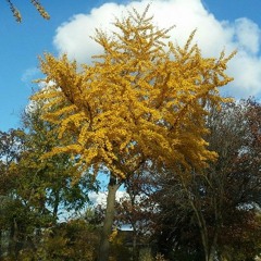 AutumnTree