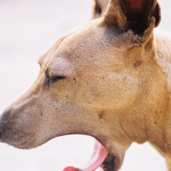 ขอให้รักบังเกิด Art the Voice